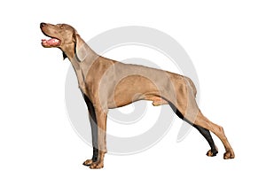 Weimaraner dog isolated on white background