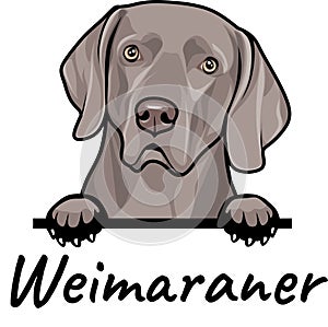 Weimaraner dog isolated on a white background