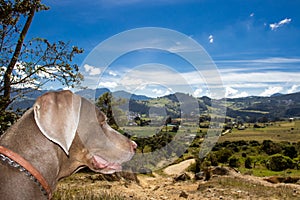 Weimaraner dog looking at the beautiful landscapes of La Calera in Colombia