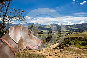 Weimaraner dog looking at the beautiful landscapes of La Calera in Colombia photo