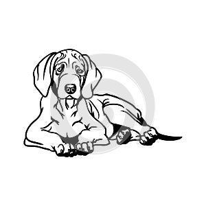 Weimaraner dog - Lying dog vector stock isolated illustration on white background.