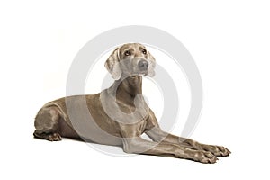 Weimaraner dog lying down looking away on a white background