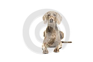 Weimaraner dog lying down looking at the camera seen from the front