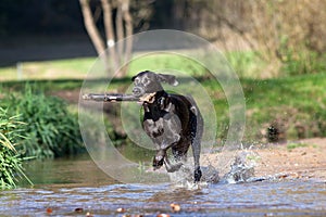 Weimaraner dog play and bring back branch