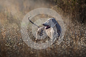 Weimaraner dog portrait