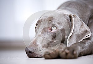 Weimaraner dog portrait