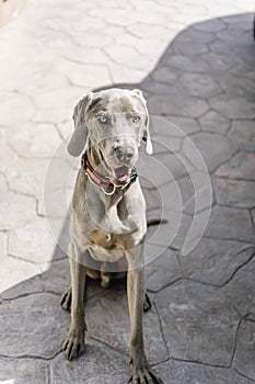 Weimaraner dog with red collar looking straight ahead