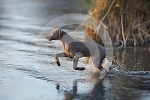 Weimaraner dog running in a lake