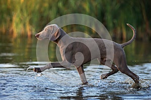 Weimaraner dog running in a lake