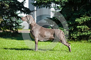 Weimaraner on dog show