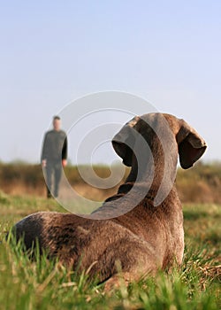 Weimaraner on dog training