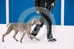 Weimaraner Dog Walking Near Human In Snow At Winter Day. Large Dog Breds For Hunting