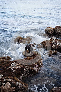 Weimaraner dog watches the tide from a rocky perch