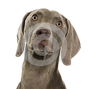 Weimaraner in front of white background