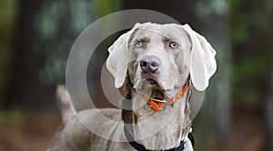 Weimaraner gun dog, pet adoption photo, Monroe Georgia USA