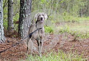 Weimaraner gun dog, pet adoption photo, Monroe Georgia USA