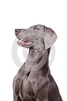 Weimaraner isolated on white