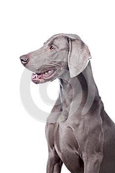 Weimaraner isolated on white