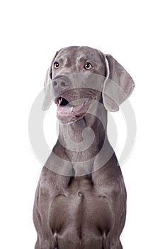 Weimaraner isolated on white