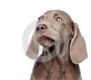 Weimaraner isolated on white