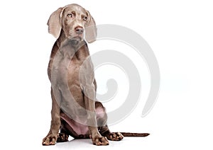 Weimaraner isolated on white
