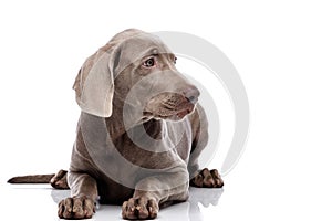 Weimaraner isolated on white