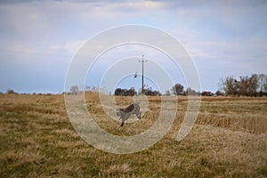 Weimaraner jumping in the field