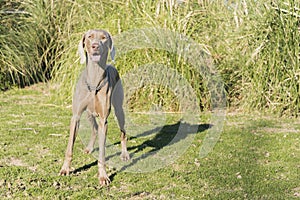 Weimaraner Looking