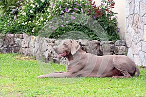 Weimaraner Male