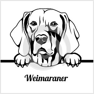 Weimaraner - Peeking Dogs - breed face head isolated on white