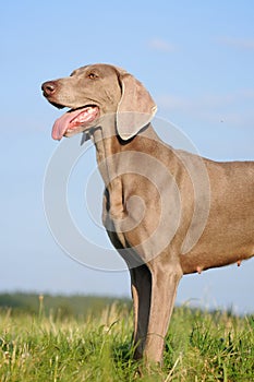 Weimaraner pointer (head, trunk)