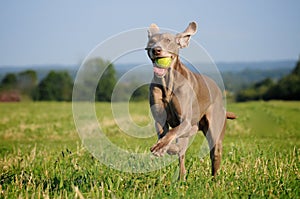 Weimaraner pointer running and jumping after catching the ball