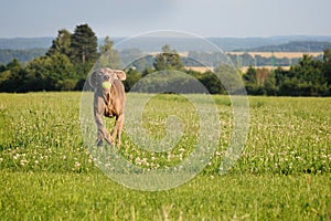 Weimaraner pointer running and jumping after catching the ball