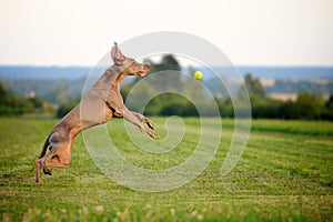 Weimaraner pointer running and jumping to catch the ball