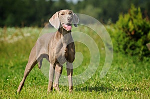 Weimaraner pointer standing the filed