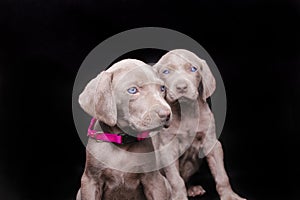 Weimaraner puppies on a pink leash with a black background