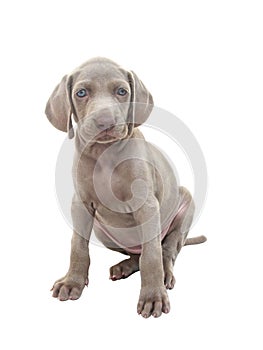 Weimaraner puppy 01 photo