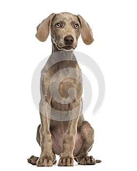 Weimaraner puppy, 2,5 months old, sitting and facing