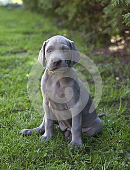 Weimaraner puppy