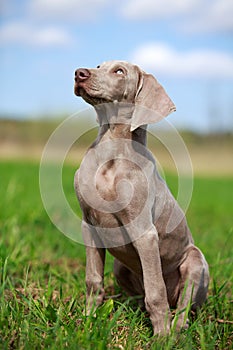 Weimaraner puppy