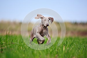 Weimaraner puppy