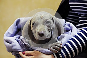 a weimaraner puppy with blue eyes. dermatological problems of allergic nature. epidermal cutaneous suppuration due to pyoderma of photo
