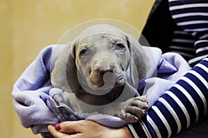 a weimaraner puppy with blue eyes. dermatological problems of allergic nature. epidermal cutaneous suppuration due to pyoderma of photo