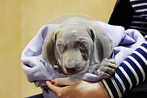 a weimaraner puppy with blue eyes. dermatological problems of allergic nature. epidermal cutaneous suppuration due to pyoderma of photo
