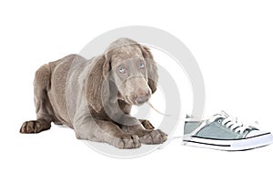 Weimaraner puppy chewing the lace of a shoe