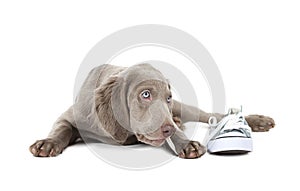 Weimaraner puppy chewing the lace of a shoe, isolated on white