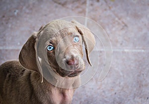 Weimaraner puppy dog photograph