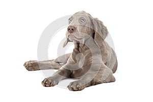 Weimaraner puppy over white