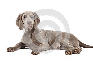 Weimaraner puppy, three months old