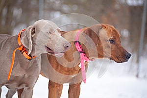 Weimaraner and rhodesian ridgeback hunting dogs with signal collars